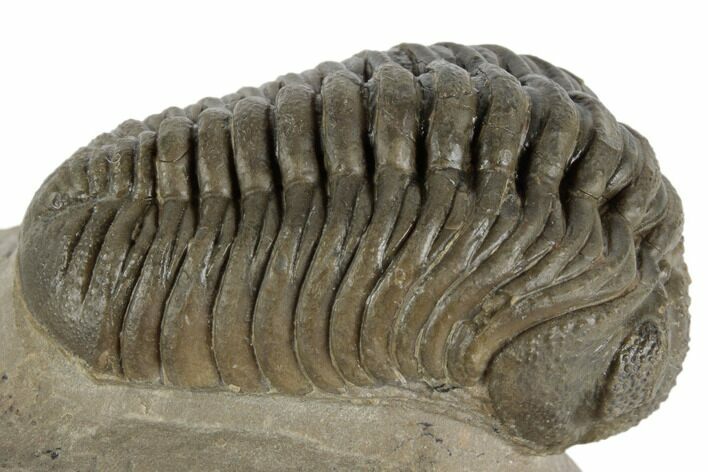 2.3" Morocops Trilobite Fossil - Ofaten, Morocco